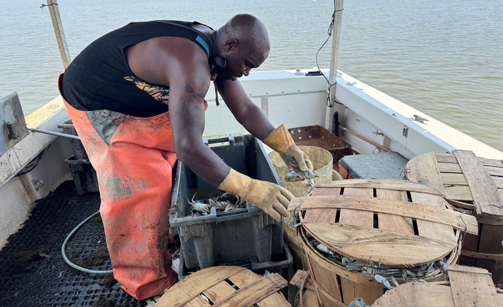A waterman in orange bibs sorts a fresh catch of blue crabs on his boat in a calm river.