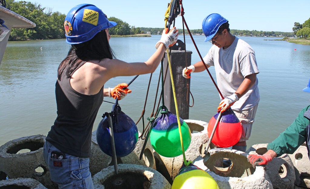 Two workers in blue hard hats connect colorful buoys to reef balls.