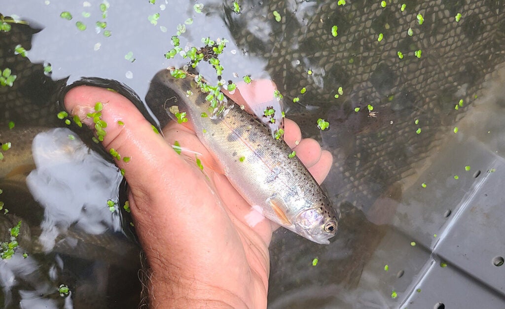 A person’s hand is gently holding a small, rainbow trout partially submerged in water dotted with floating green duckweed.