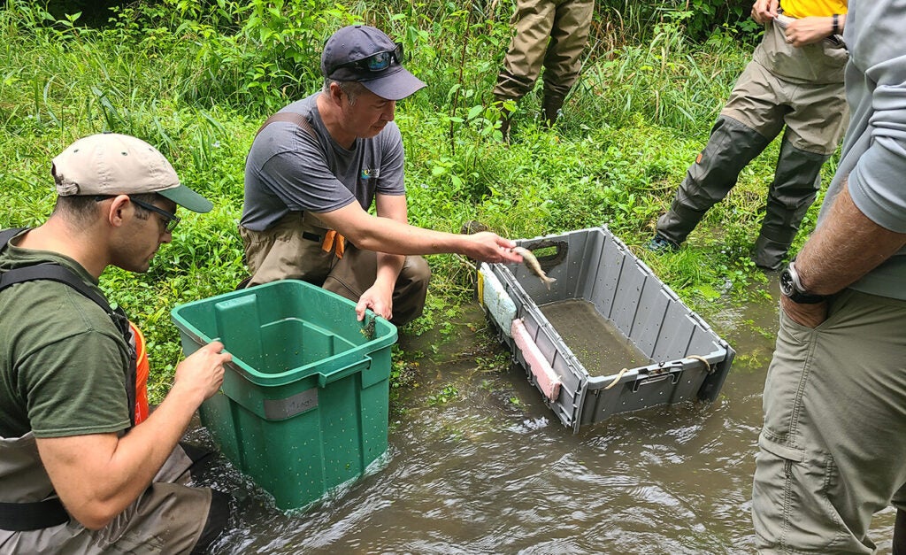 A group of people wearing waders stand in a shallow stream sorting fish into plastic containers.