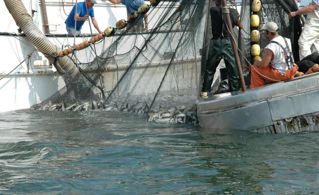 Fishermen on two boats pull up a large net filled with fish.
