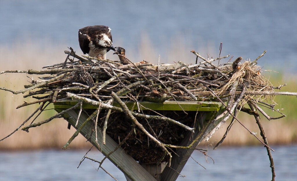 An osprey perches on a nest, feeding a chick.