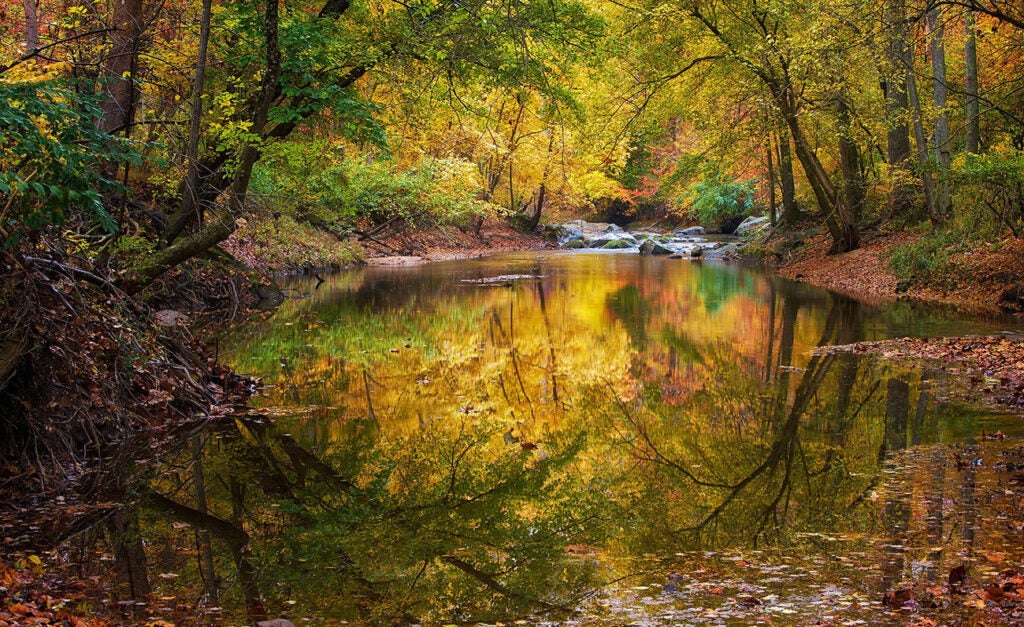 Autumn trees with golden and green foliage reflected in a calm river.