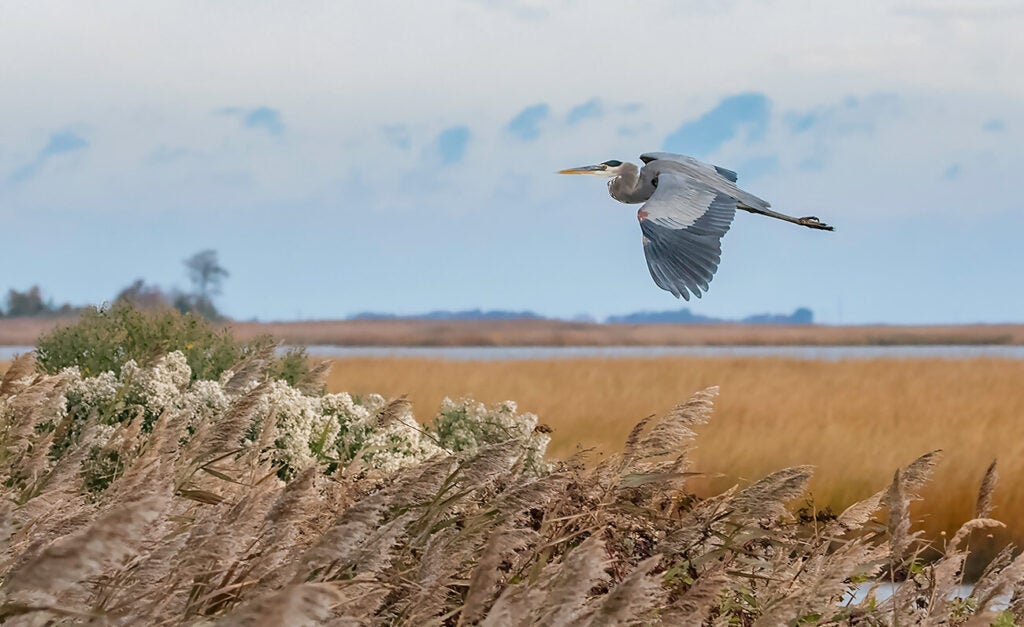 A great blue heron is captured in flight with its wings extended above tall wetland grasses and a golden marsh landscape under a soft sky.