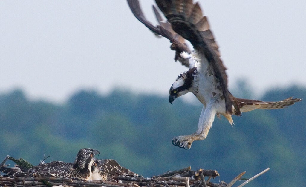 An adult osprey with outstretched wings and talons extended prepares to land in a large stick nest where two chicks are waiting.
