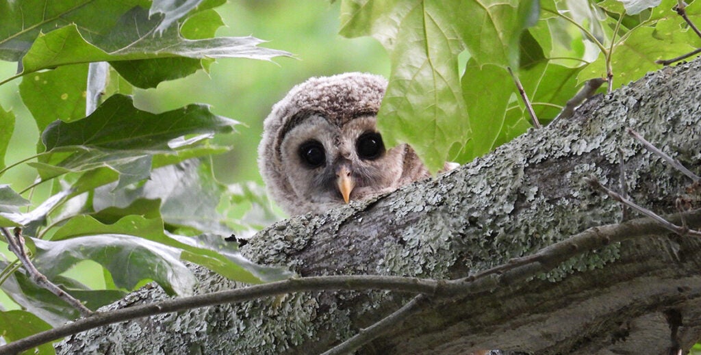 A juvenile barred owl peeks over a tree branch.