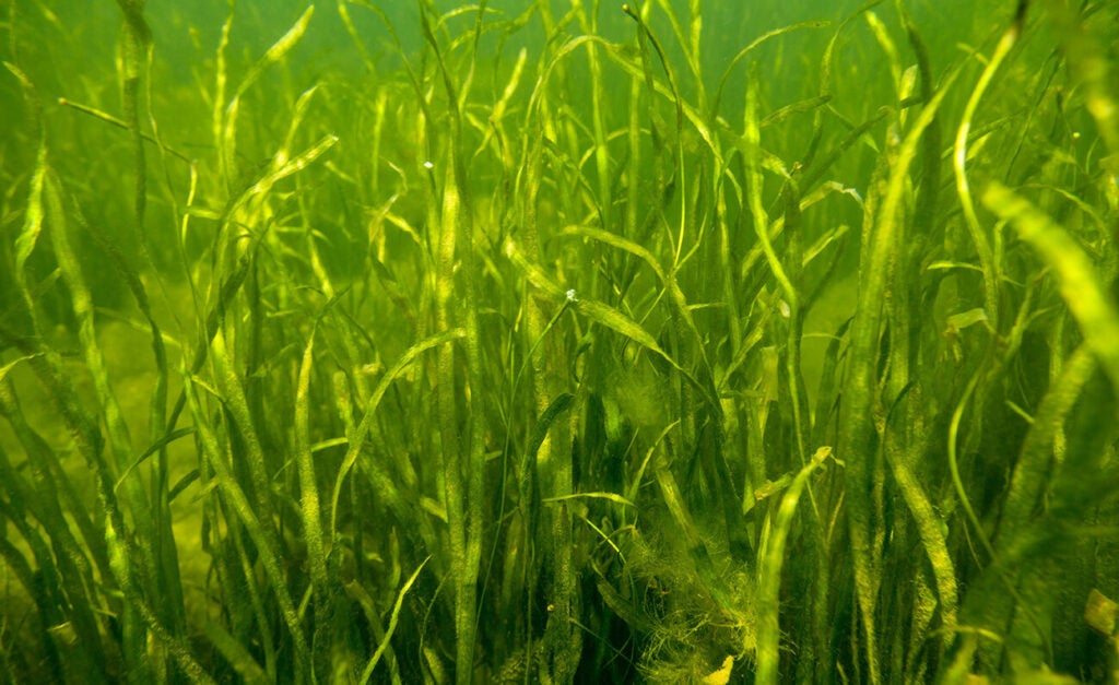 Wild celery's long, ribbon-like leaves sway under the water.