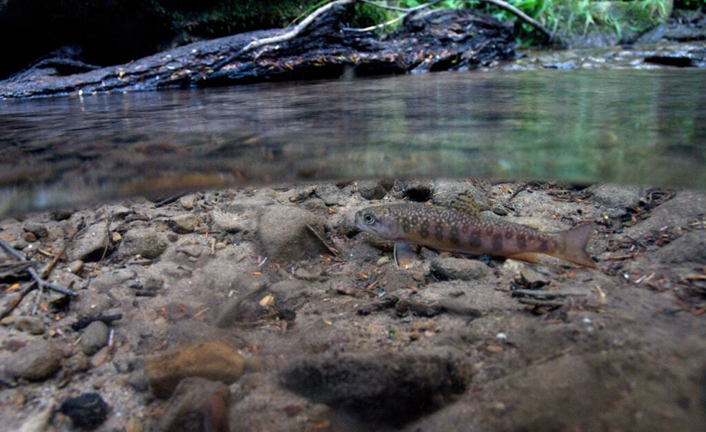 A juvenile brook trout swims just below the surface in a rocky stream.