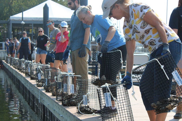 Volunteers handle wire oyster cages on a dock at Lighthouse Point Marina during an oyster gardening event.