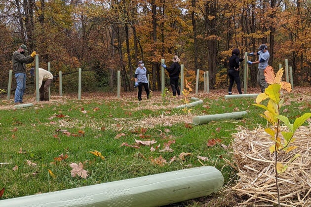 Volunteers install protective stakes around newly planted tree saplings with mulch.