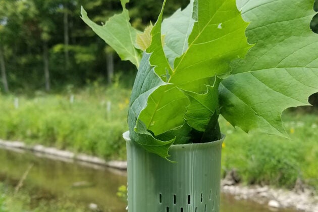 Young tree sapling with green leaves in a protective tube at a planting site.