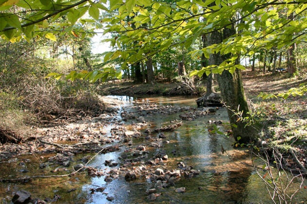 A shallow, rocky stream flows through a sunlit forest.