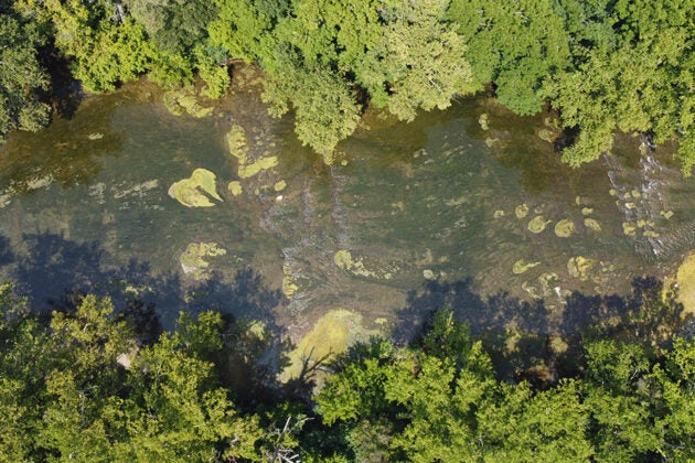 Aerial view of algae blooms in a waterway with tree-lined banks.