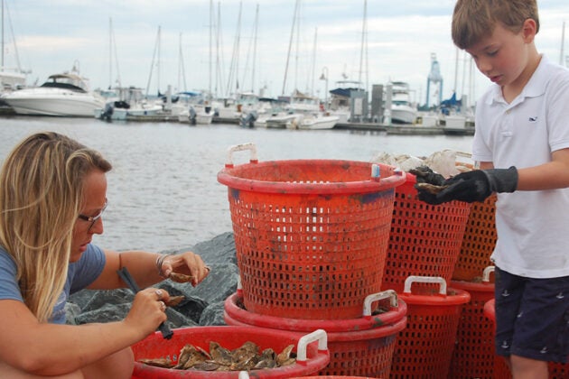 A woman and boy sort through oyster spat in red baskets at a marina with sailboats docked in the background.