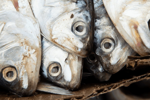 Menhaden baitfish lie on cardboard displaying their silvery scales and large eyes