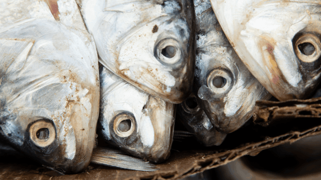 Menhaden baitfish lie on cardboard displaying their silvery scales and large eyes.