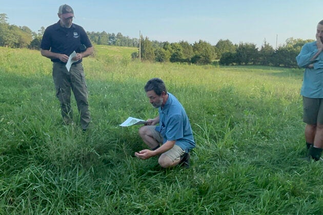 Three people examining vegetation in a grassy field.