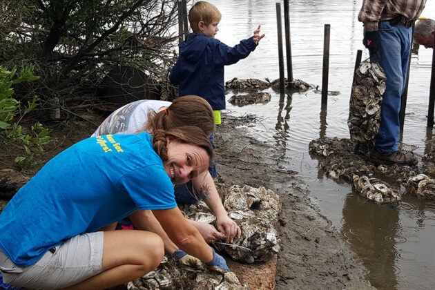 Volunteers working with oyster shells in shallow water during a restoration project.