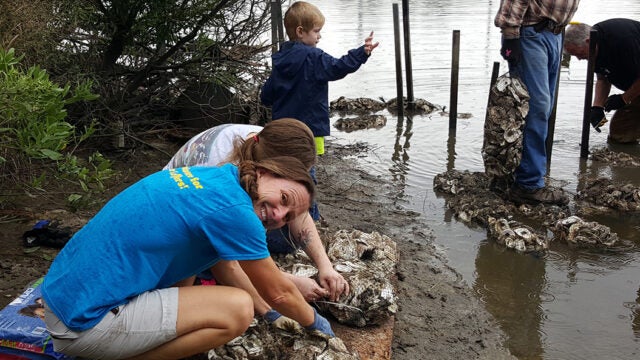 Volunteers working with oyster shells in shallow water during a restoration project.