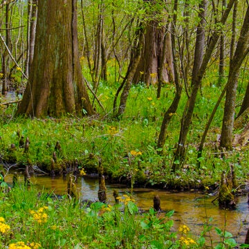 A lush cypress swamp with tall trees, green vegetation, and a shallow winding stream dotted with cypress knees.
