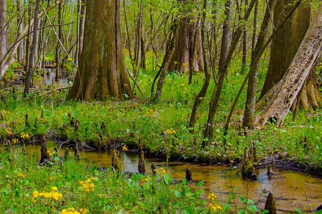A lush cypress swamp with tall trees, green vegetation, and a shallow winding stream dotted with cypress knees.