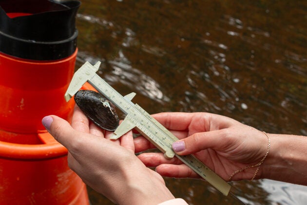Hands measure a freshwater mussel with calipers during a stream survey, with an orange bucket visible beside water.