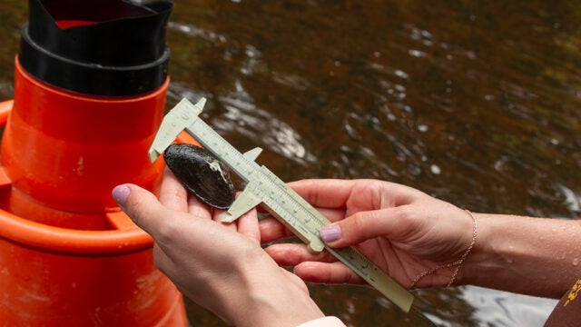 Hands measure a freshwater mussel with calipers during a stream survey, with an orange bucket visible beside water.
