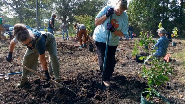 Volunteers use shovels to prepare soil for tree planting at a community event, with young potted trees ready to be planted.