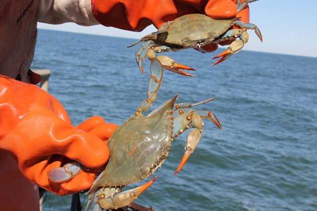 A closeup of a pair of orange gloved hands holding two blue crabs above the water.