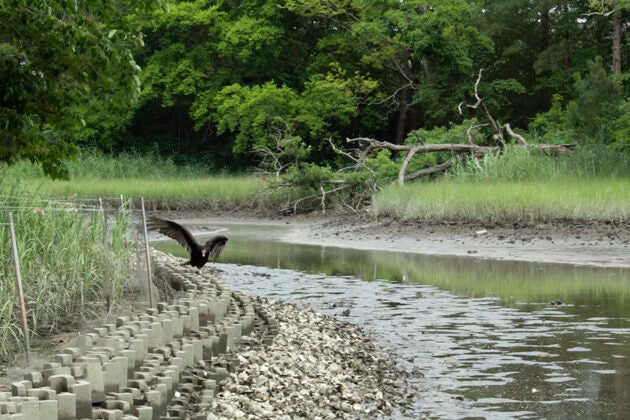 Bird taking flight over green infrastructure shoreline project with oyster castles and native grasses.