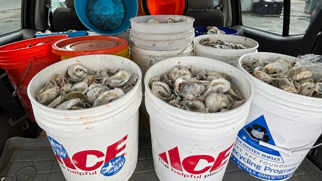 A closeup of multiple buckets filled with ouster shells.
