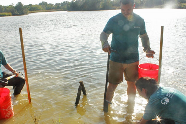 Three people work in shallow water with red buckets and stakes.