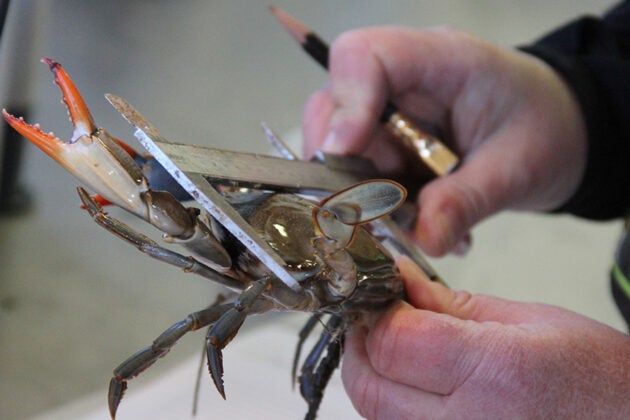 Hands use calipers to measure a blue crab.