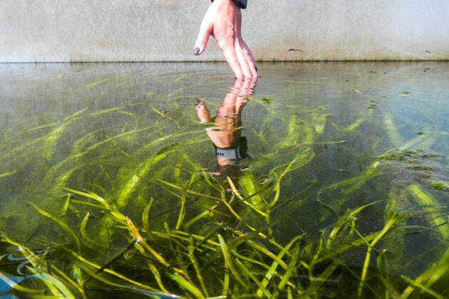 A hand is reflected in the surface of water above dense underwater grasses.
