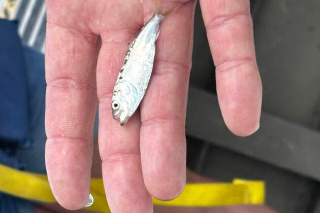A hand holds a small silver menhaden fish