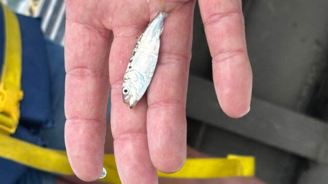 A hand holds a small silver menhaden fish.