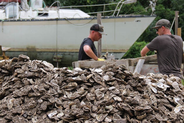 Volunteers process a large pile of oyster shells for restoration.