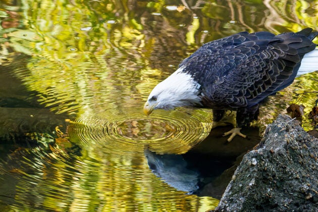 A bald eagle drinks from shallow water while perched on a rock, with golden reflections surrounding it.