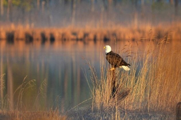 A bald eagle perches on golden marsh grasses at sunrise beside calm water.