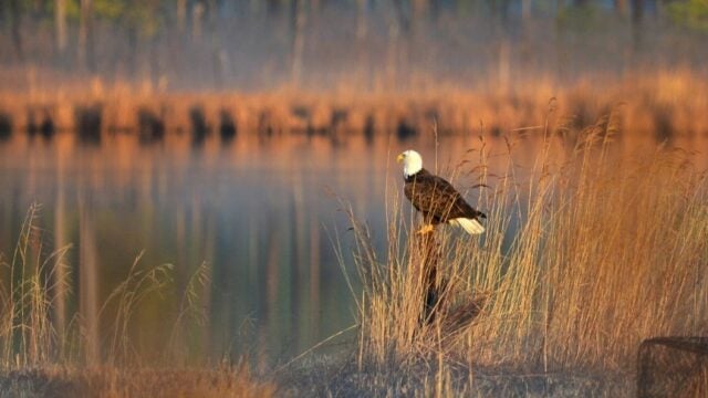 A bald eagle perches on golden marsh grasses at sunrise beside calm water.