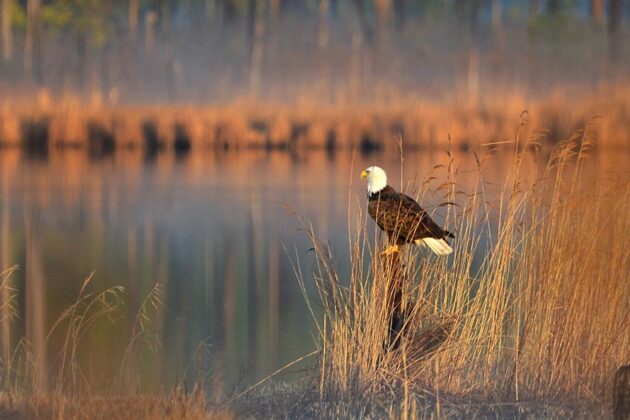 A bald eagle perches among golden marsh grasses beside calm water.