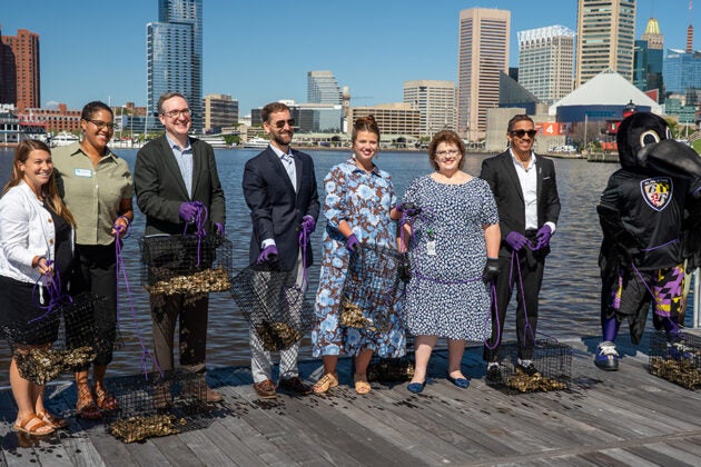 Officials and the Ravens mascot pose with oyster cages at Baltimore's Inner Harbor during an oyster restoration ceremony.
