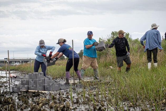 Volunteers carry and place concrete oyster castle structures along a marsh shoreline for habitat restoration.