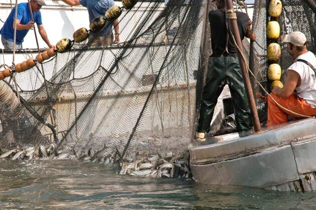 Commercial fishermen haul a purse seine net full of menhaden aboard their vessel on the Chesapeake Bay.