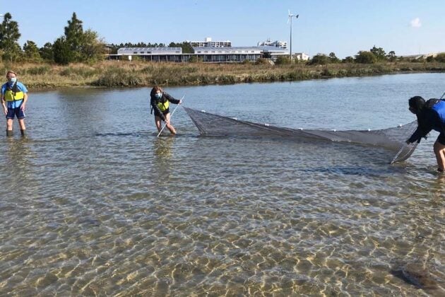 Students stand in the shallows of a river holding a large net between them to scoop up fish.