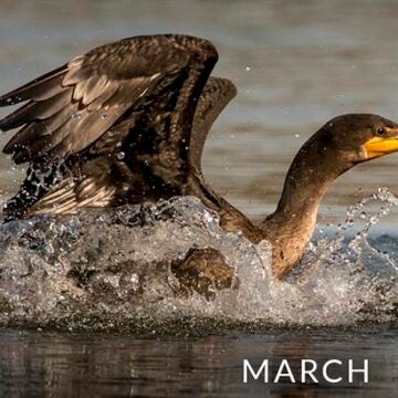 Cormorant.