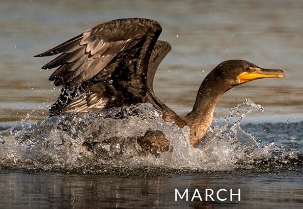 Cormorant.