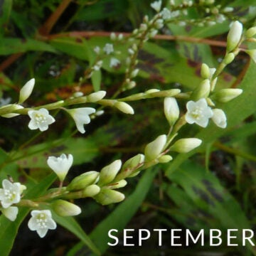 Green plant with grass-like leaves and small white flowers.