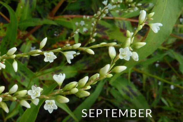Green plant with grass-like leaves and small white flowers.