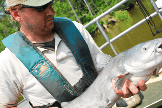 A man holds a large blue catfish.